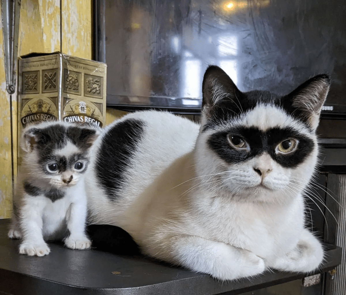 16 котиков с забавными окрасами, которые доказывают, что у природы прекрасное чувство юмора 55