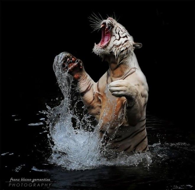 Тигры — настоящее воплощение характера в каждом движении 60