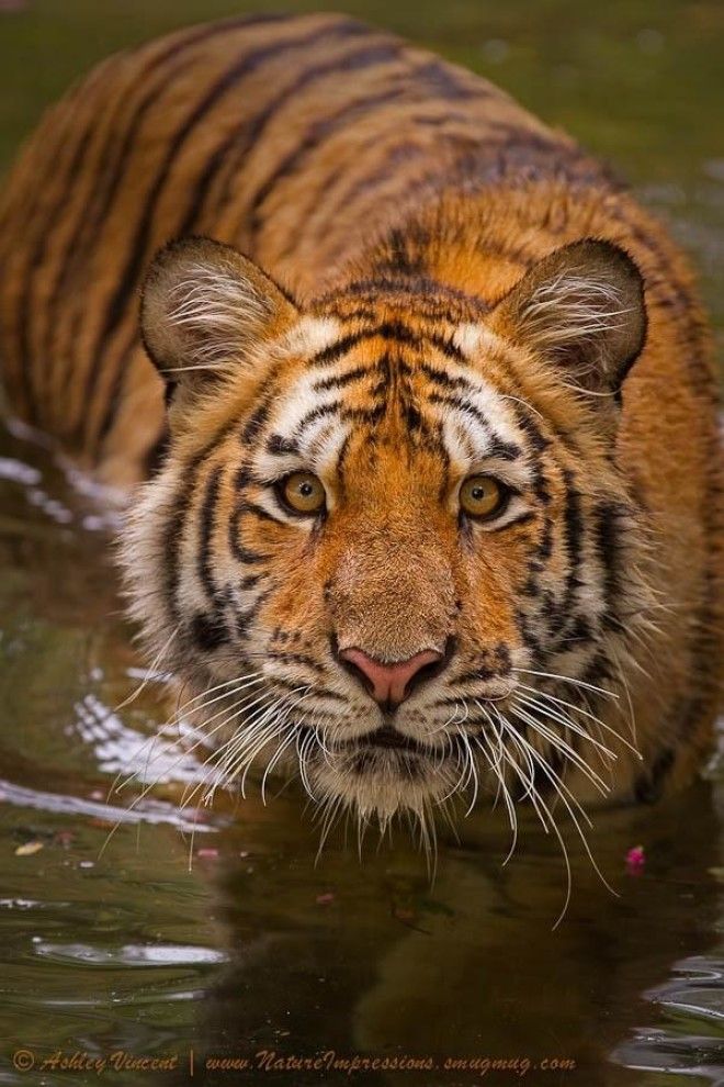 Тигры — настоящее воплощение характера в каждом движении 59