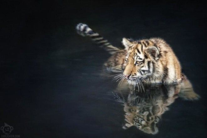 Тигры — настоящее воплощение характера в каждом движении 52