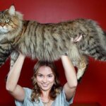 20 безумно красивых гигантских котов