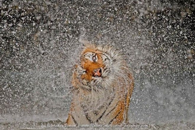 Тигры — настоящее воплощение характера в каждом движении 57