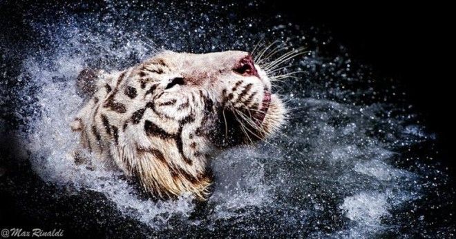 Тигры — настоящее воплощение характера в каждом движении 52