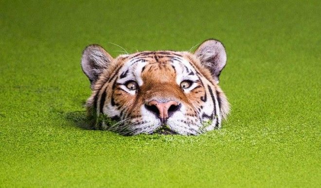 Тигры — настоящее воплощение характера в каждом движении 51