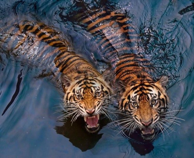 Тигры — настоящее воплощение характера в каждом движении 54