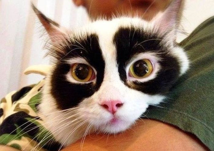 16 котиков с забавными окрасами, которые доказывают, что у природы прекрасное чувство юмора 61