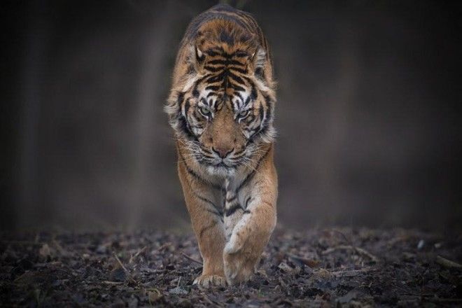 Тигры — настоящее воплощение характера в каждом движении 51
