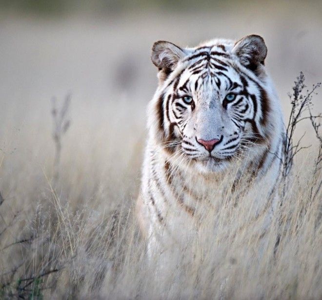 Тигры — настоящее воплощение характера в каждом движении 55