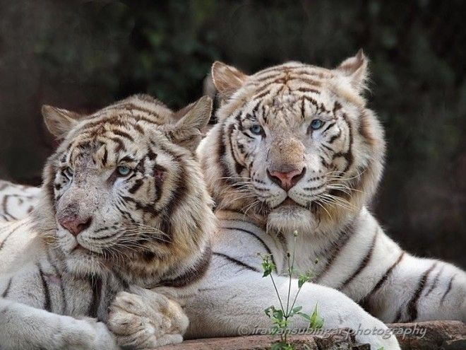 Тигры — настоящее воплощение характера в каждом движении 56