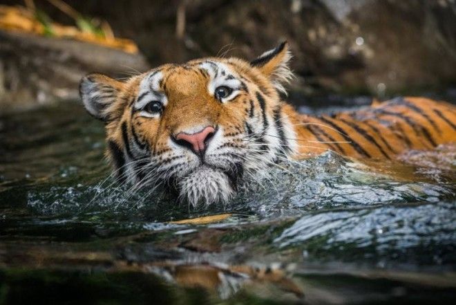Тигры — настоящее воплощение характера в каждом движении 50