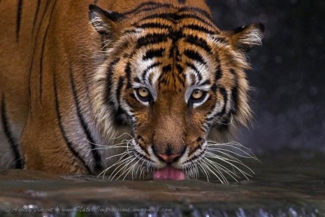 Тигры — настоящее воплощение характера в каждом движении 54