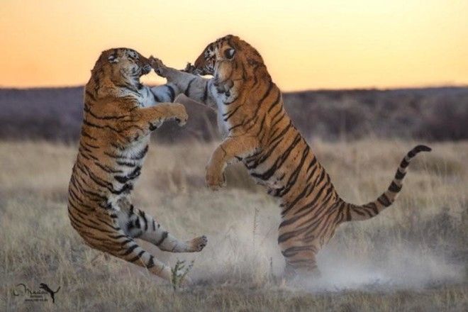 Тигры — настоящее воплощение характера в каждом движении 57