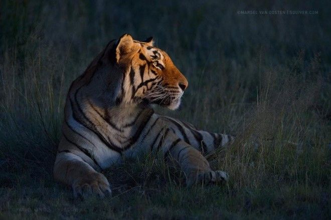 Тигры — настоящее воплощение характера в каждом движении 49