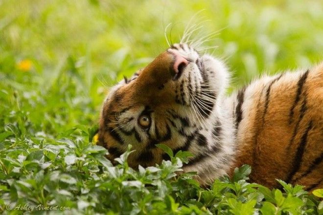 Тигры — настоящее воплощение характера в каждом движении 53