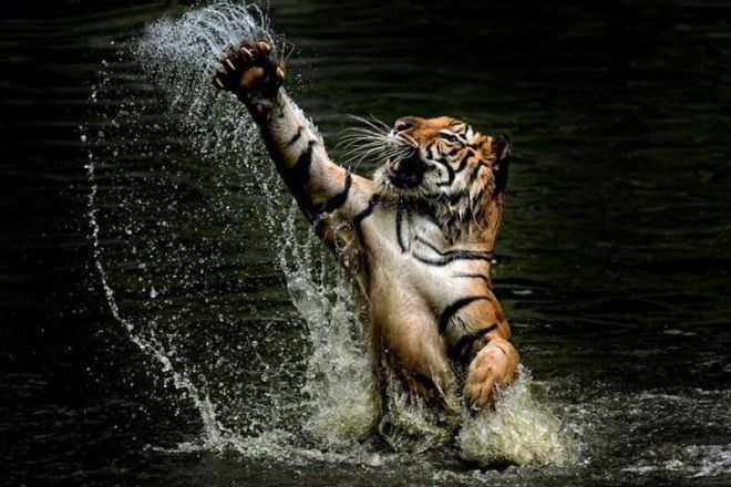 Тигры — настоящее воплощение характера в каждом движении 58