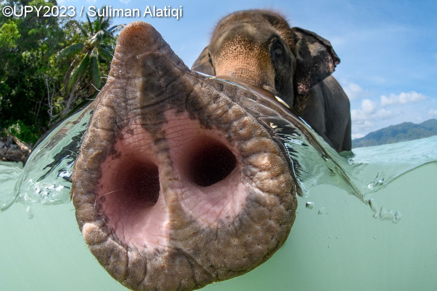 Кто проживает на дне океана: 19 самых ярких работ с международного конкурса подводной фотографии 2023 года 58