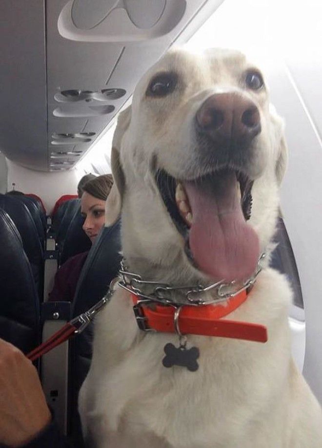 Почему авиакомпания нарушила собственные правила ради собаки? 28