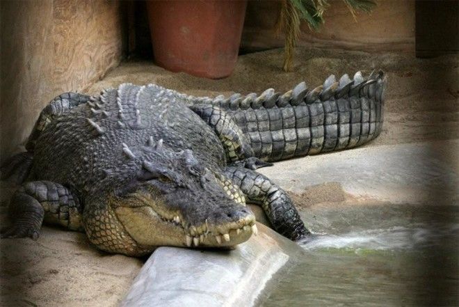 Пост о самом большом крокодиле в мире 13