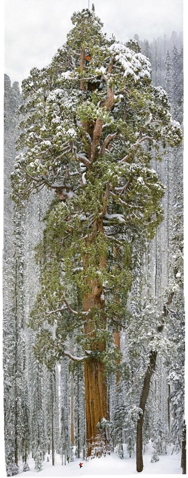Впервые! Удалось сделать фото 3200-летнего дерева в полный рост! 32