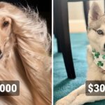Друг на миллион: 14 самых дорогостоящих пород собак, цены на которые сильно кусаются