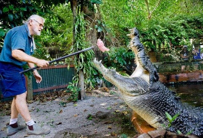Пост о самом большом крокодиле в мире 16