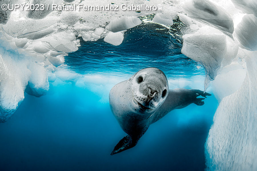 Кто проживает на дне океана: 19 самых ярких работ с международного конкурса подводной фотографии 2023 года 64