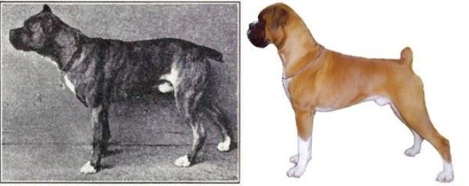 Как за 100 лет изменились породистые собаки, в связи с селекцией 27