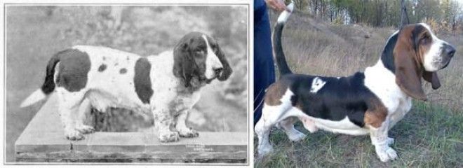 Как за 100 лет изменились породистые собаки, в связи с селекцией 26