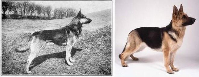 Как за 100 лет изменились породистые собаки, в связи с селекцией 29