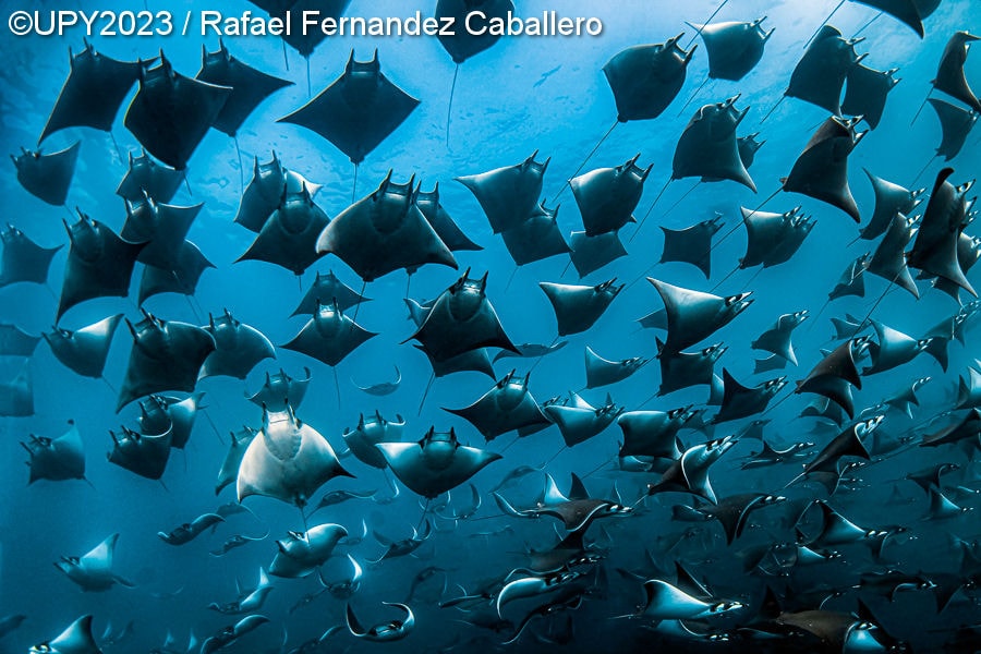 Кто проживает на дне океана: 19 самых ярких работ с международного конкурса подводной фотографии 2023 года 74