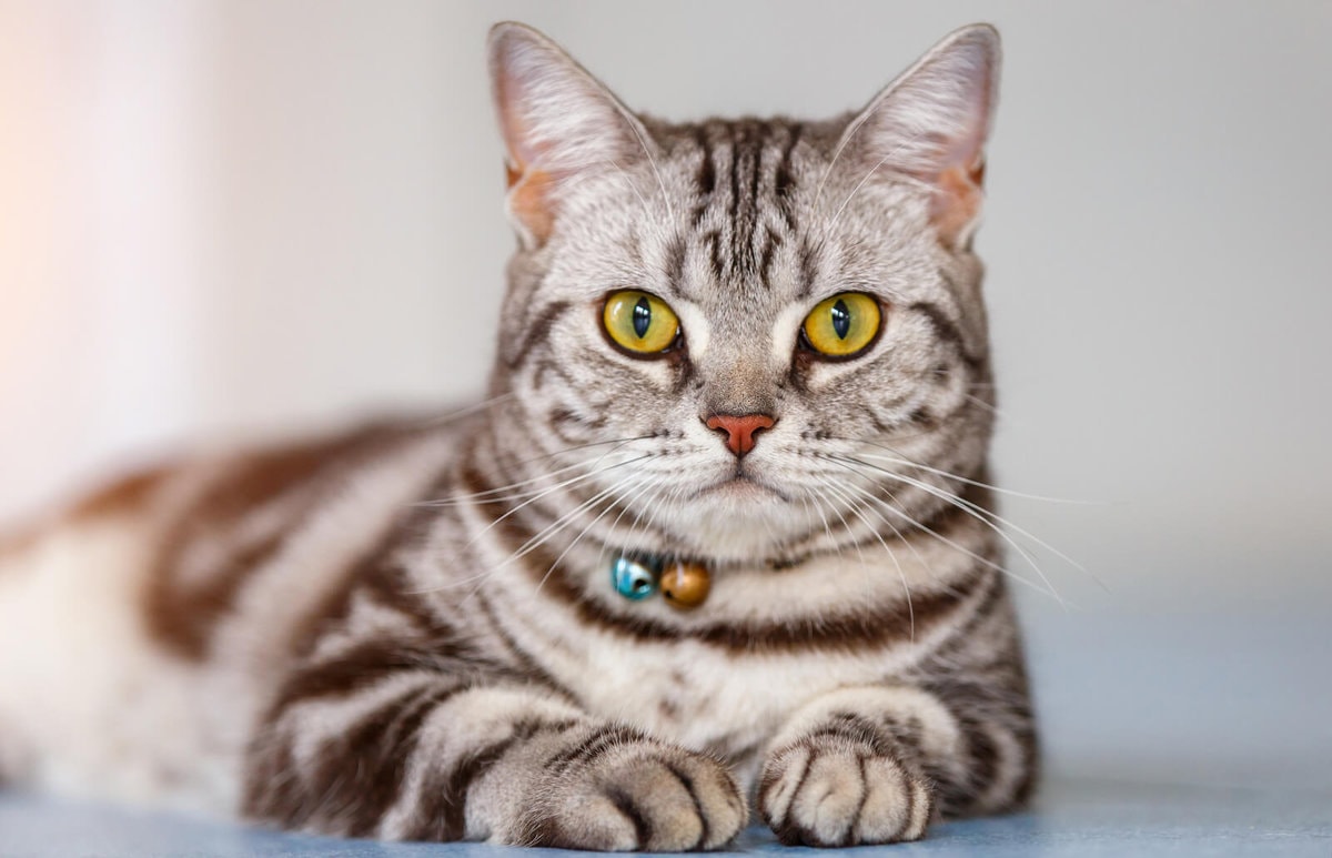 Пушистая драгоценность: 20 самых дорогостоящих пород кошек, за которые придётся отдать целое состояние 61