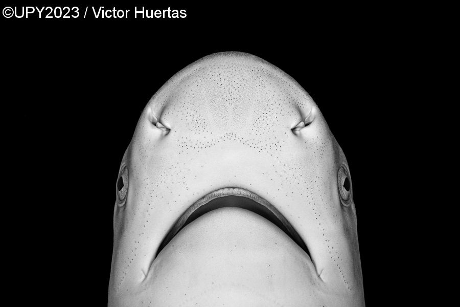 Кто проживает на дне океана: 19 самых ярких работ с международного конкурса подводной фотографии 2023 года 67