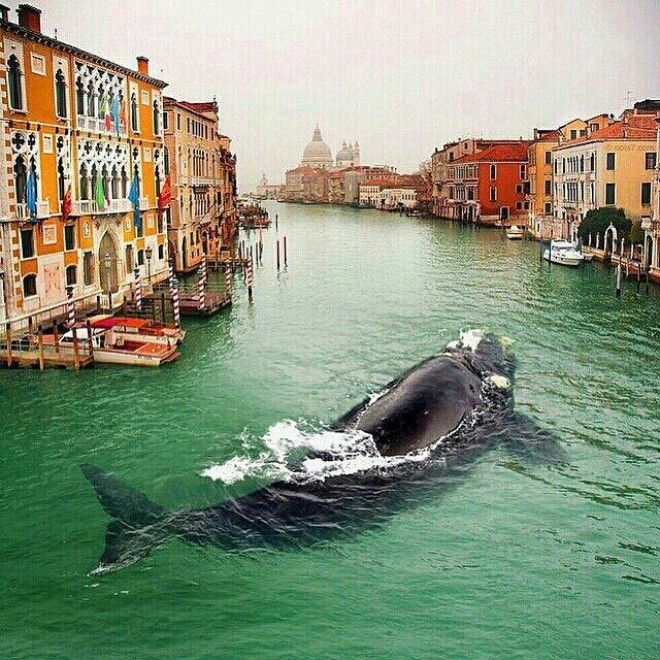 В Венецию заплыл живой ...кит! 10