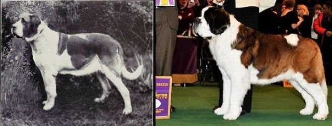 Как за 100 лет изменились породистые собаки, в связи с селекцией 31