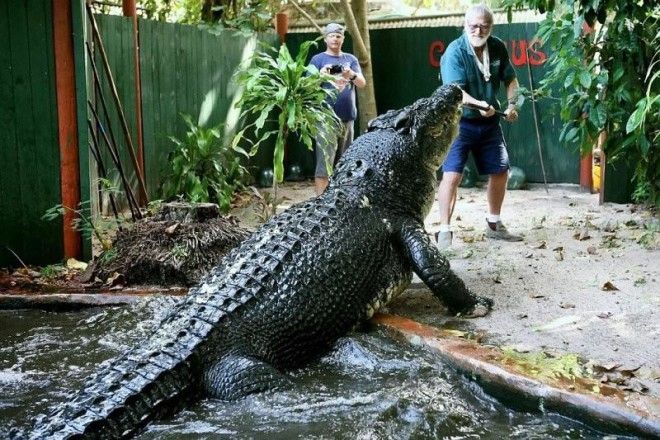 Пост о самом большом крокодиле в мире 15