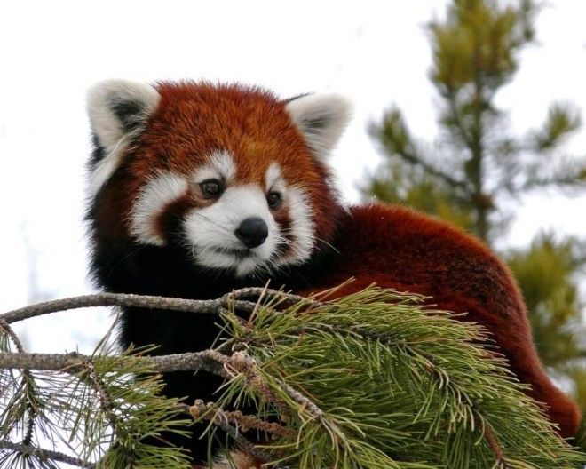 Самое милое, что создала природа: красная панда 35