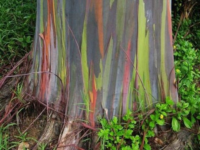 Самое разноцветное дерево в мире 11