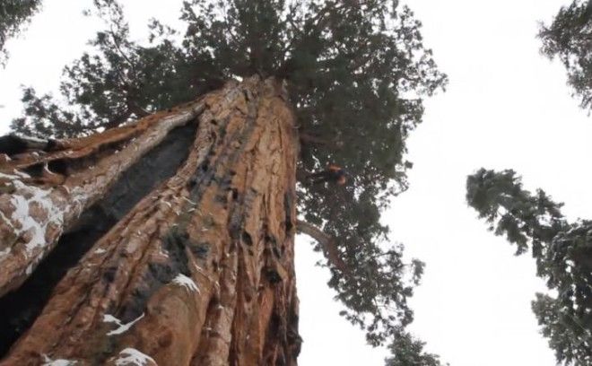Впервые! Удалось сделать фото 3200-летнего дерева в полный рост! 26