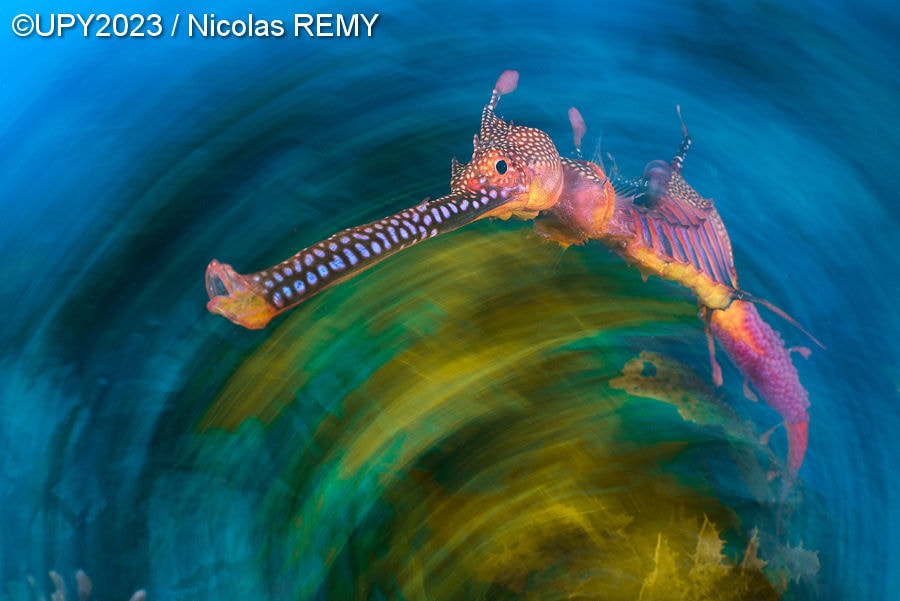 Кто проживает на дне океана: 19 самых ярких работ с международного конкурса подводной фотографии 2023 года 61