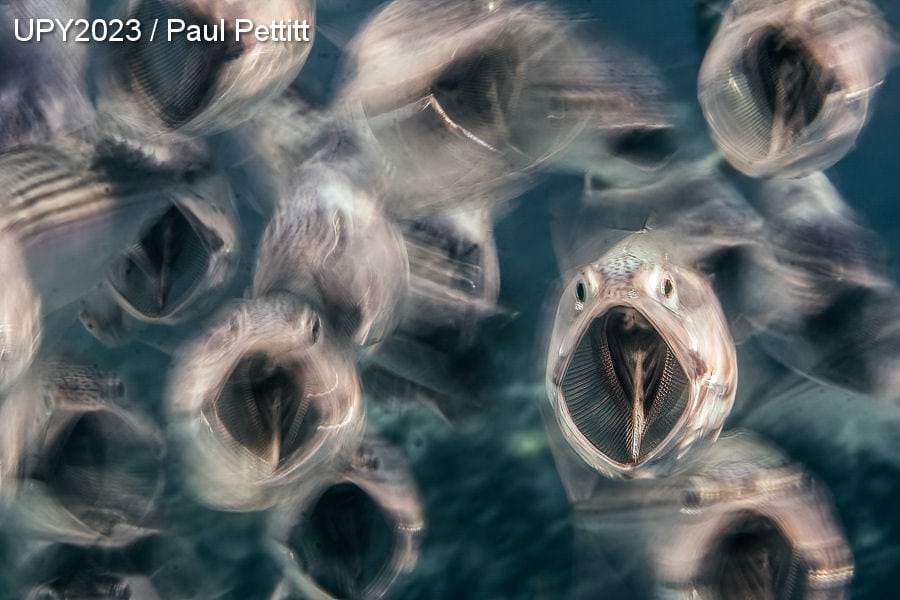 Кто проживает на дне океана: 19 самых ярких работ с международного конкурса подводной фотографии 2023 года 73