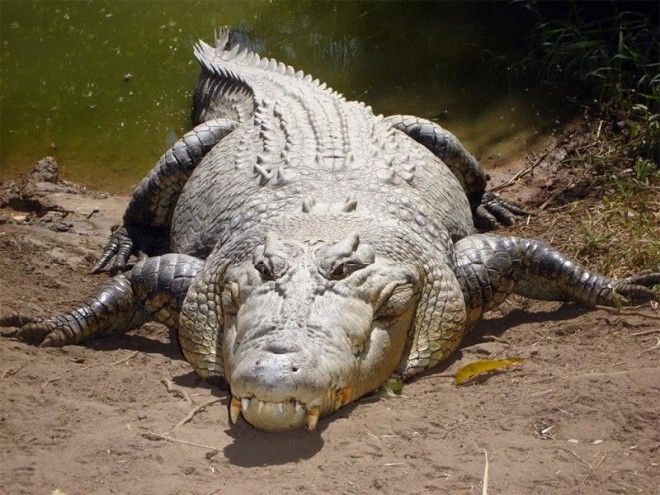 Пост о самом большом крокодиле в мире 14