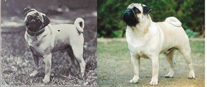 Как за 100 лет изменились породистые собаки, в связи с селекцией 30