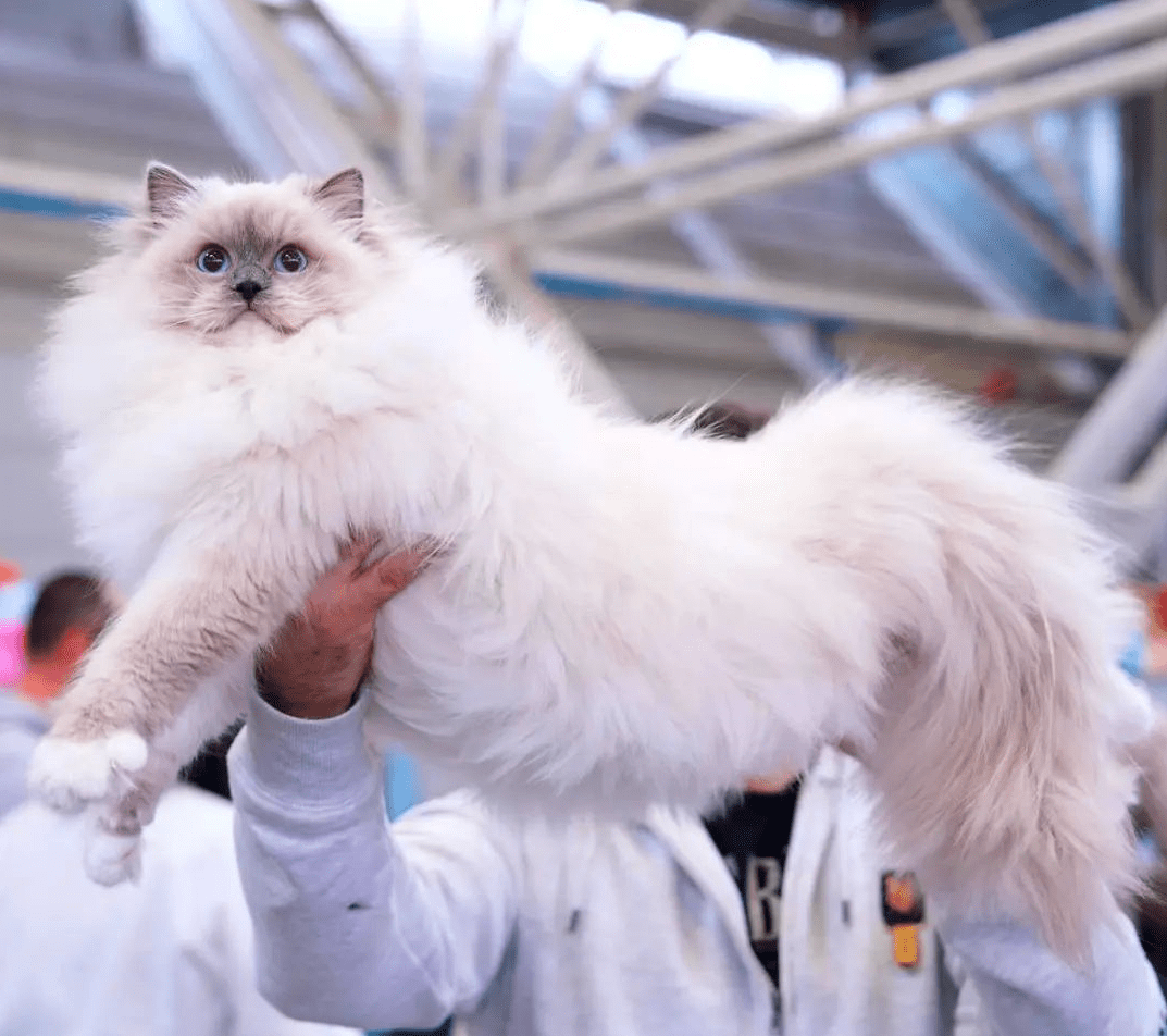 Пушистая драгоценность: 20 самых дорогостоящих пород кошек, за которые придётся отдать целое состояние 75