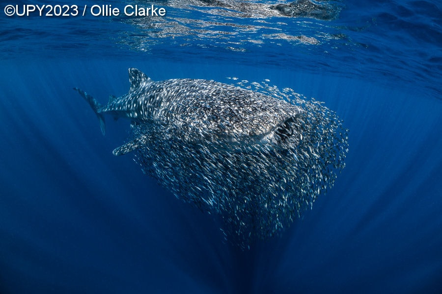 Кто проживает на дне океана: 19 самых ярких работ с международного конкурса подводной фотографии 2023 года 75