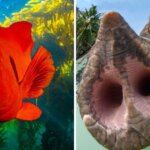 Кто проживает на дне океана: 19 самых ярких работ с международного конкурса подводной фотографии 2023 года