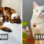 Пушистая драгоценность: 20 самых дорогостоящих пород кошек, за которые придётся отдать целое состояние