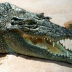 Пост о самом большом крокодиле в мире