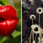 10 невероятных растений, которые докажут, что природе всё ещё есть чем удивить человека