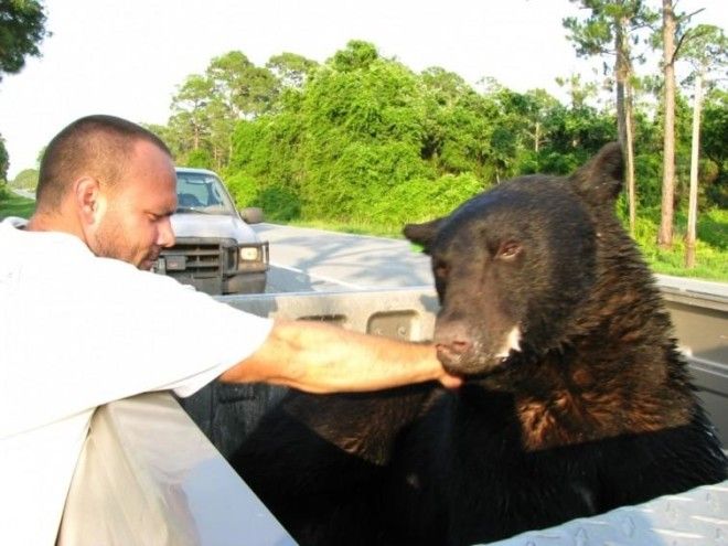 Мужчина спас в океане 180 кг медведя! 36