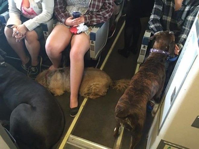 Почему авиакомпания нарушила собственные правила ради собаки? 30